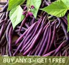 VEGETABLE SEEDS DWARF FRENCH BEAN - PURPLE QUEEN - 50 SEEDS - PURPLE BEAN