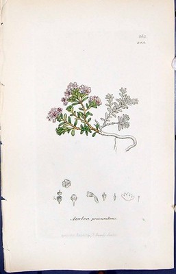 Antique Old Print Azalea Procumbens Smith Sowerby 1847 British Plants Botany
