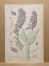 1886 ANTIQUE LITHOGRAPH ILLUSTRATION BOTANY FLOWER FLORA NATURE DECOR PICTURE...