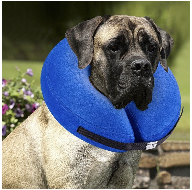 best soft collar for dogs