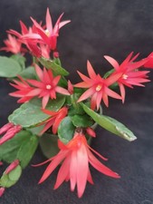 Easter cactus- Rhipsalidopsis in buds- epiphytic cactus- whole plant in pot 9cm
