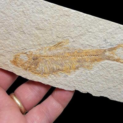 Fossil Knightia Fish Plate Fossil Specimen! 90% Whole and completely authentic!