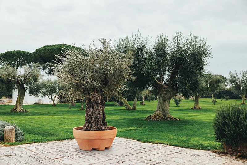 VIVAIO GARDEN FOREST Vaso URSUS 120 (120 x 60H) in Resina per Piante di grandi dimensioni