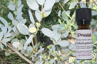 100% Naturreines Ätherisches EUKALYPTUSÖL (Eucalyptus globulus), China,10 ml