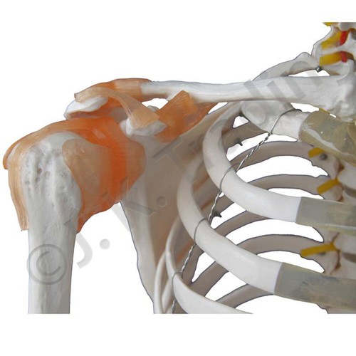 Human Skeleton Anatomical Model up to 180cm Medical Anatomy w/ or w/o MUSCLES - Picture 21 of 97