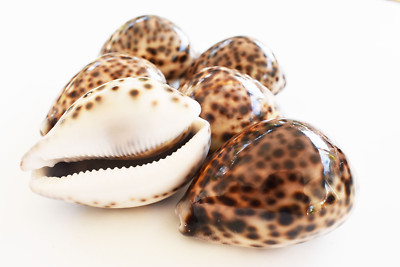 6 Large Tiger Cowrie Shell (Cypraea Tigris) 3''+  Craft Beach Decor Nautical Arts