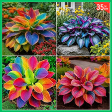 220 Mixed Color Hosta Seeds for Planting - Hostas Seeds Rare Perennial, Flower
