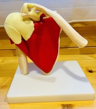 Anatomical Medical Model, Full Size, Advanced Medical Anatomy, Skeleton Display