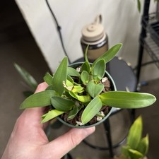 Dendrobium Engae Latouria Den Species Seedling Orchid