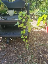 XL Neon Pothos in 6" Hanging Basket Evergreen Houseplant Vine