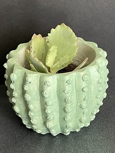 succulent pot
