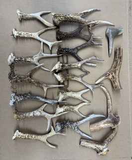 Selection of Roe deer antlers odd pieces