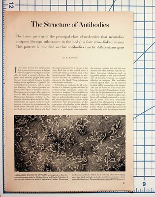 1959 The Structure of Antibodies Scientific Article Ephemera R. R. Porter