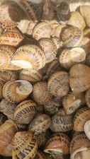 Lumache escargots gastronomia  allevate all'aperto in Italia