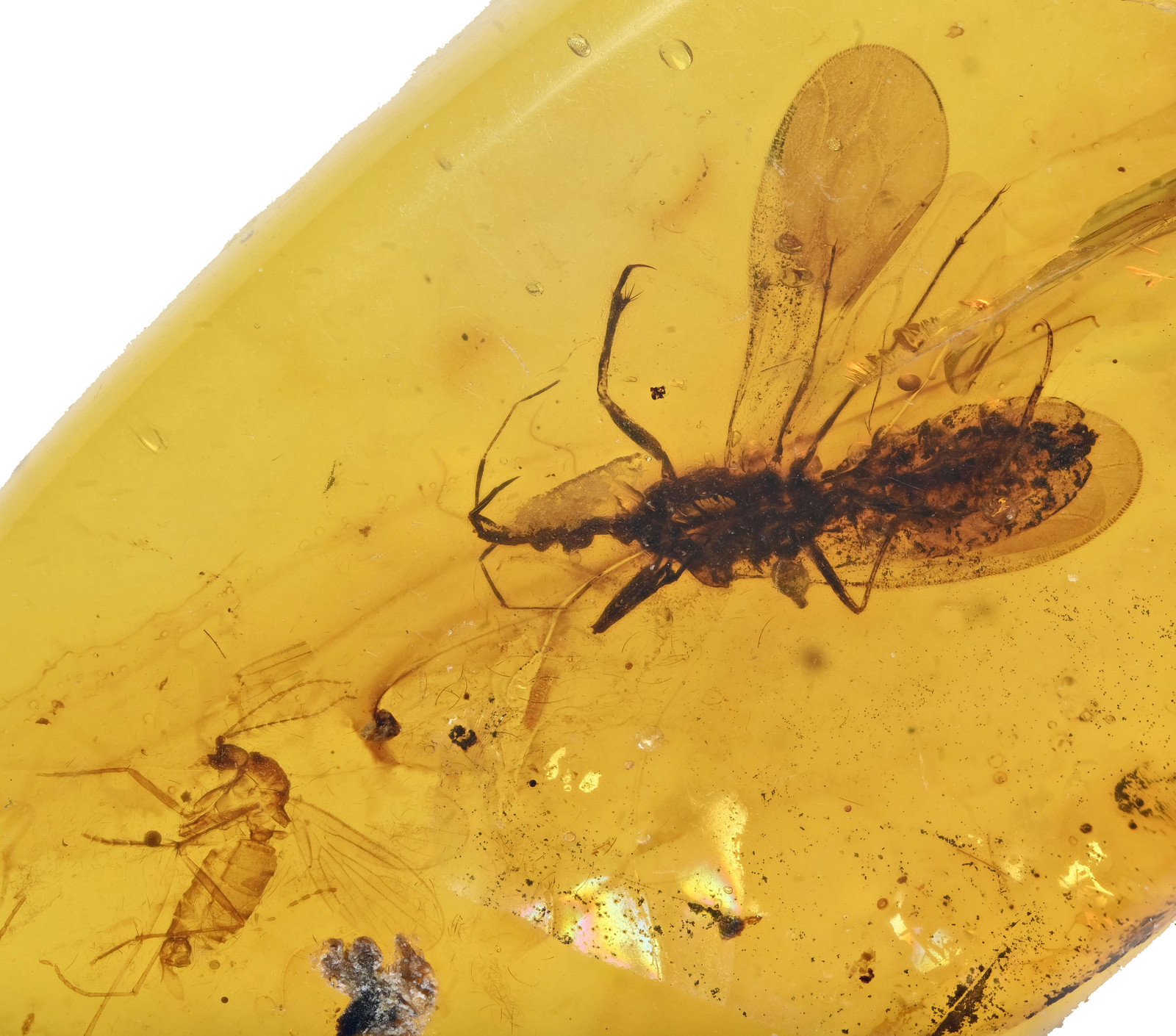 Scarce Enicocephalidae (True Bug), Fossil insect inclusion in Burmese Amber