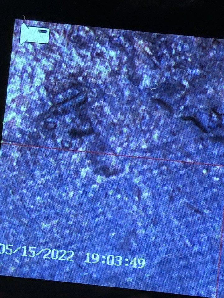 1998D 💯🔥quarter 💯🔥Double 💯🔥Ear Die Clash Amazing one of the best treasure￼ - Image 4 of 4