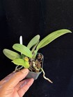 DO  - Cattleya Triumphans (rex x dowiana), Orchid, treated, rare & spectacular! — photo 4