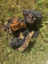 1lb Fresh Stowe Vermont Chaga Harvested August 2025 Free Shipping New