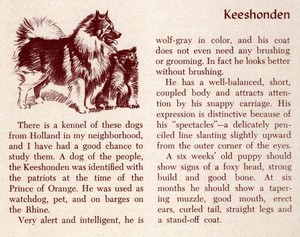 Keeshond - CUSTOM MATTED - Vintage Dog Art Print - 1954 M. Dennis