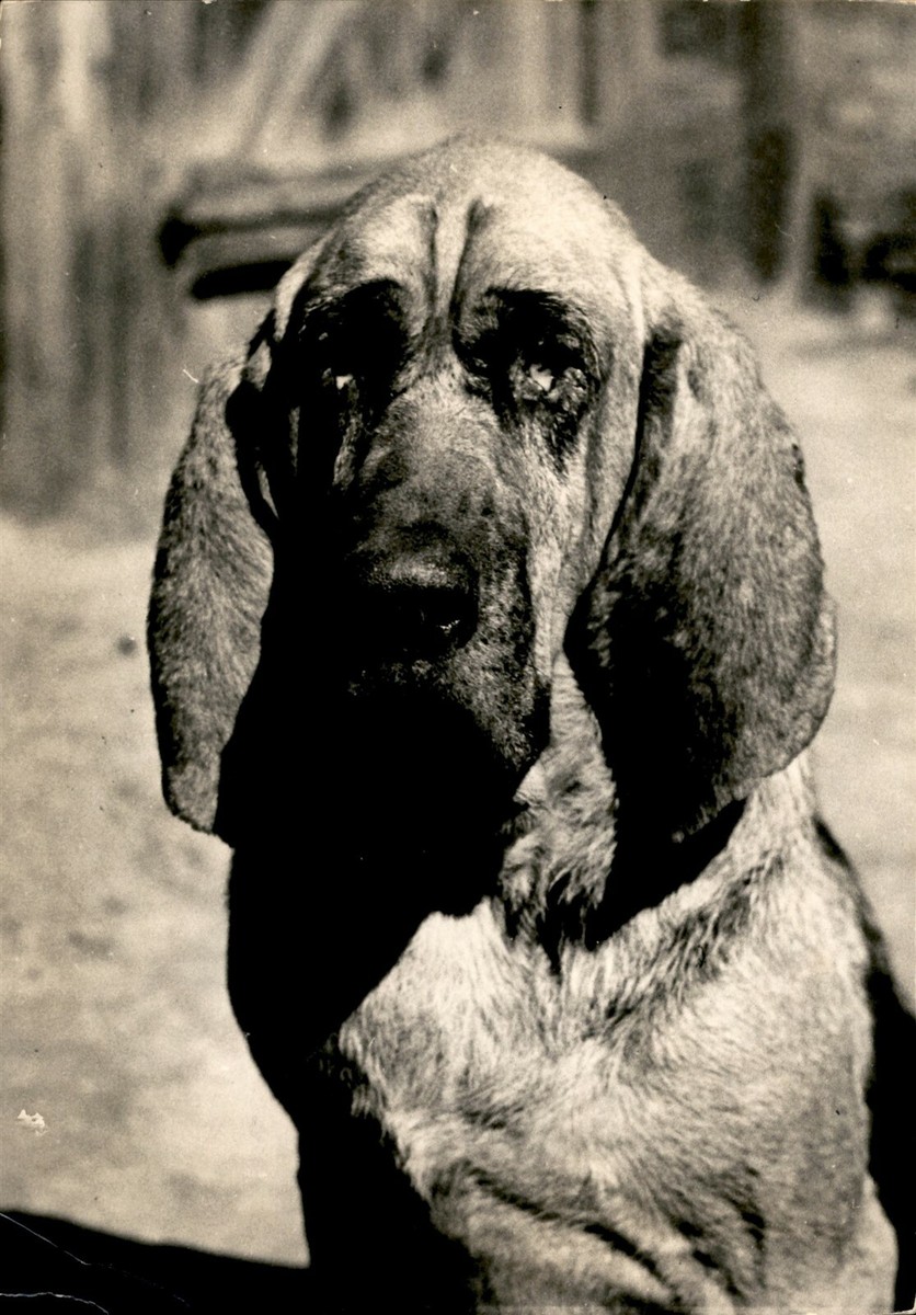 GA102 Original Underwood Photo ENGLISH BLOODHOUND Beautiful Dog