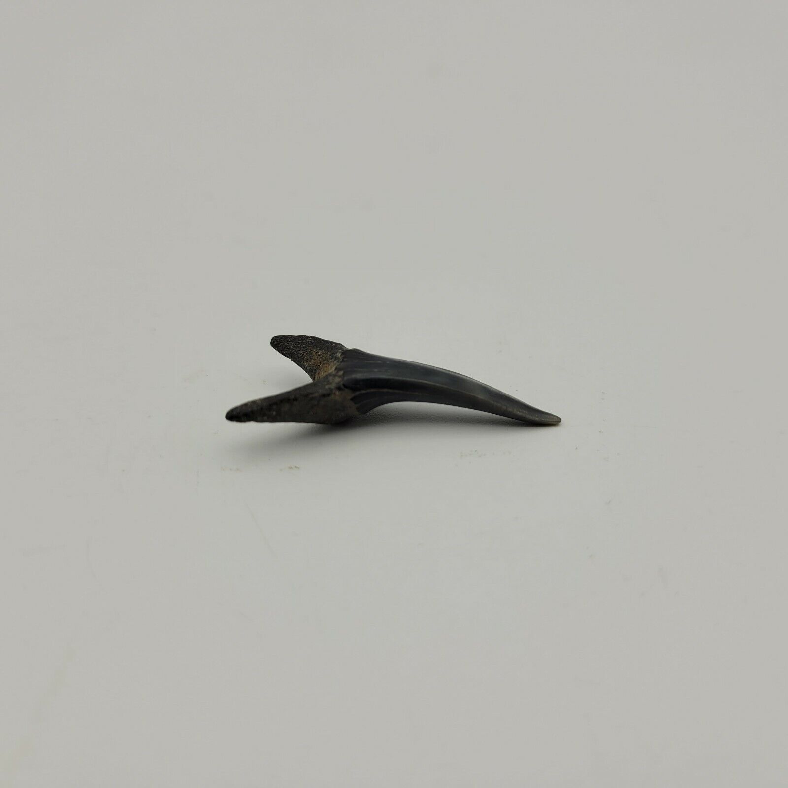 Picture 8 of 8
