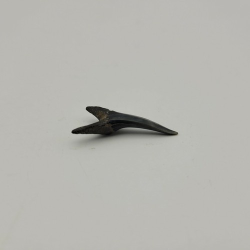 Striatolamia macrota Fossil Miocene Shark Tooth New Jersey Extinct Sand Tiger NJ - Picture 8 of 8