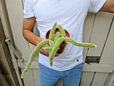 Golden Rat Tail Hildewinteria Aureispina Cactus -B