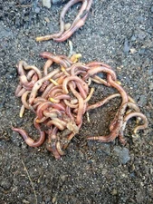 55 - Organic Live Red Wiggler Worms (Composting Worms - Eisenia fetida)