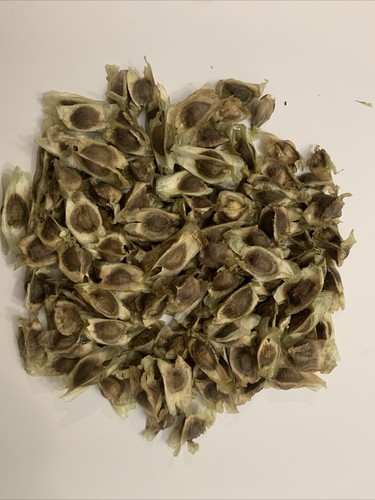 Moringa Seeds | Non-GMO Fresh From Florida 50+ seeds Free Shipping
