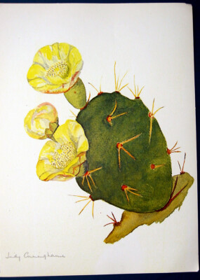 succulent plant bouquet Succulent Bridal Bouquets