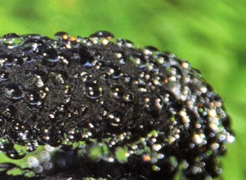 15 m Perlschlauch Garten Bewässerung Wasser Schwitz Tropf Schlauch Regner - Bild 3 von 6