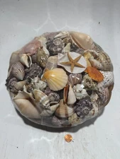 12" 7lb Basket Of Sea Shells - Beach Ocean Collection From Nature And The Sea