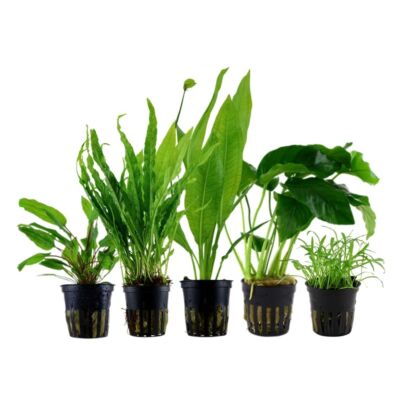 Pflanzen Set mit 5 Einsteiger Topf Aquarium Wasserpflanzen AquaOne Nr.251