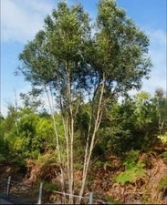 Eucalyptus curtesii oder auch Plumkett Mallee...