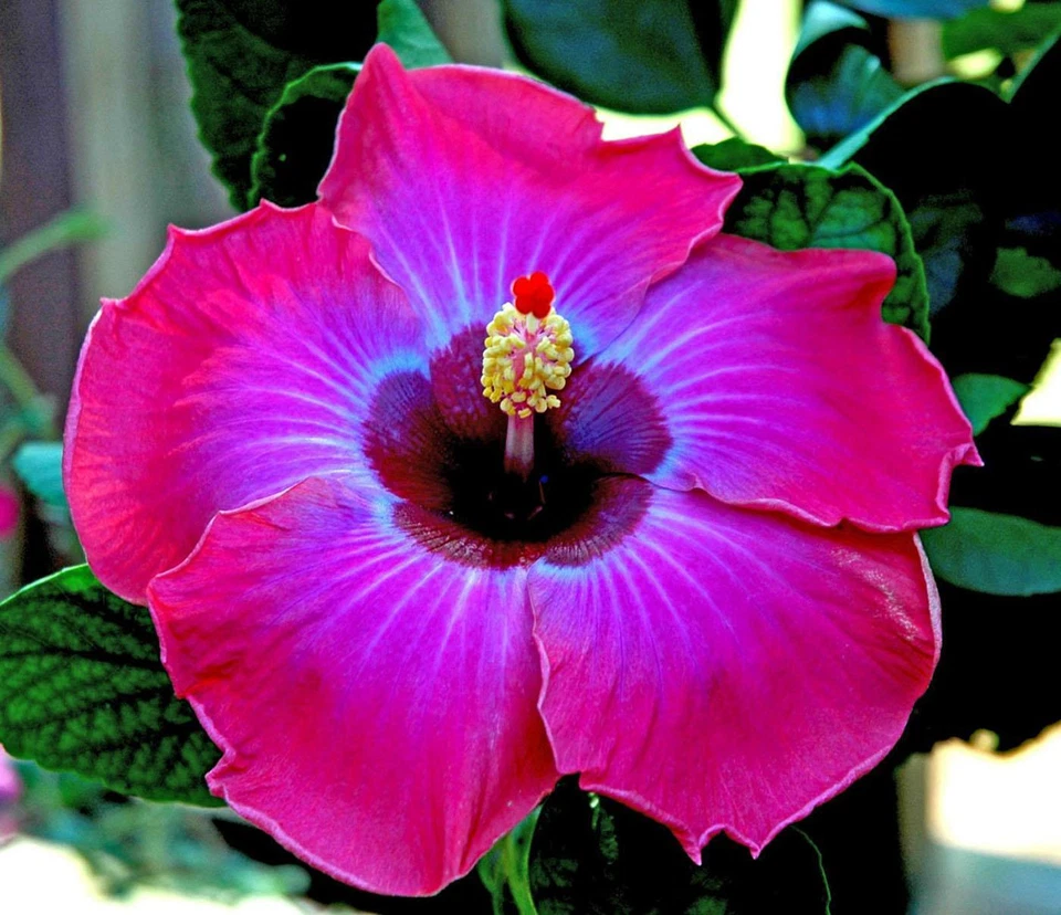 100 RARE MIXED COLOR Hibiscus Seeds Perennial Flowers Flower Seed - US SELLER - Image 2 of 4