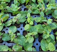 Mint 10 Pack Bundle Live Plants