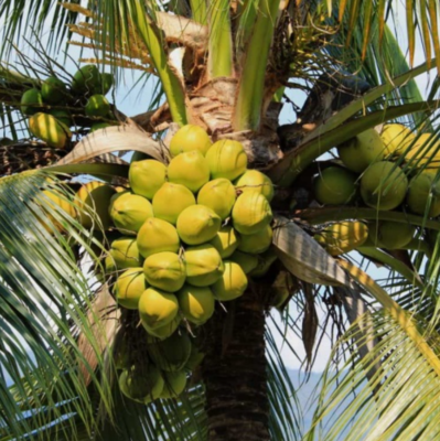 Rare Dwarf Green Malayan Coconut Tree  1 Live Plant 23' Tall in 1-Gal  Pot | eBay