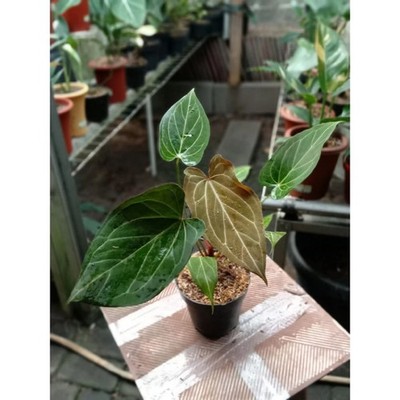 Anthurium Papilaminum Hybrid HU Rare Velvet Aroid Dark Foliage