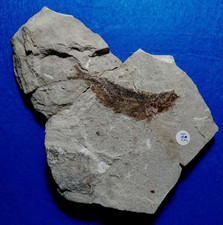 PESCE FOSSILE CLUPEA SP. EOCENE MEDIO - MONTE BOLCA - VERONA -