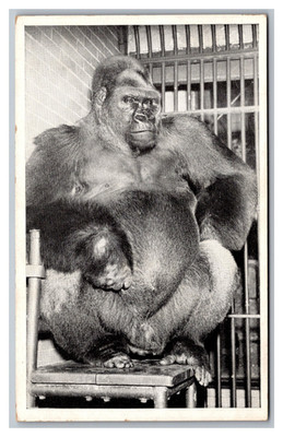 Chicago Illinois IL Bushman the Captive Gorilla Lincoln Park Zoo Chrome Postcard