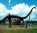 Diplodocus Dinosaur Field House Natural History Vernal Utah Vintag Postcard 6662