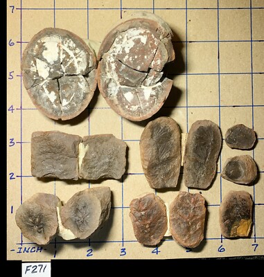   5 Pair + 3 Pcs - (13) MAZON CREEK Fern Fossil VARIETY PACK  Great Samples  271