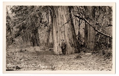 RPPC Olympic Peninsula WA Giant Western Red Cedar Big Tree Vintage Postcard