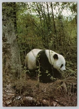 Continental Postcard Animals Giant Panda in the Forest
