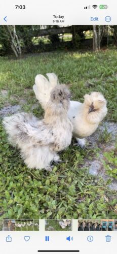 6+ Fertile Mixed Silkie Hatching Eggs Colors Black, Gray, Splash - Picture 11 of 17