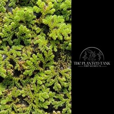 Fairy Moss / Azolla caroliniana Live Floating Aquarium Pond Plant 2 Oz Portion