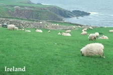SHEEP DINGLE PENINSULA IRELAND CONTRYSIDE LANDSCAPE REPRO POSTER