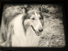 16mm film LASSIE MEETS A CHALLENGE '65 - season 12 episode TV - excellent