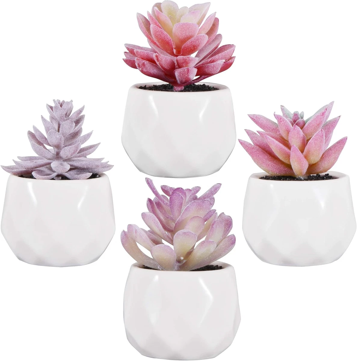 PIANTE DA SCRIVANIA Realistiche Succulente Artificiali Grasse
