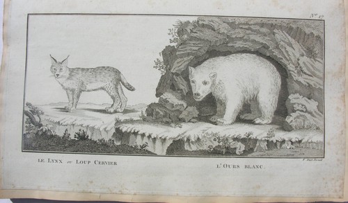 Collection d'animaux, d'oiseaux et de plantes. XVIIIè siècle. - Picture 2 of 12